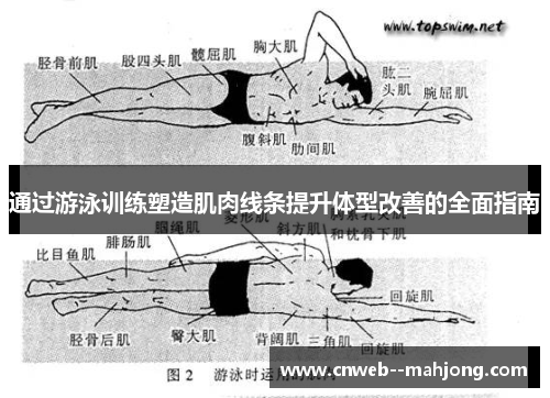 通过游泳训练塑造肌肉线条提升体型改善的全面指南